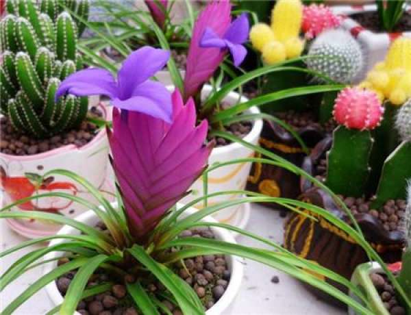 Flowering period of Tillandsia