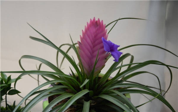 How to maintain the Tillandsia after flowering?