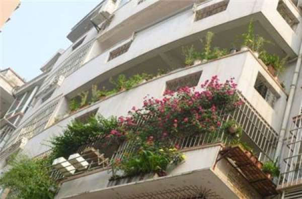 Cultivation Space of Rattan Rose