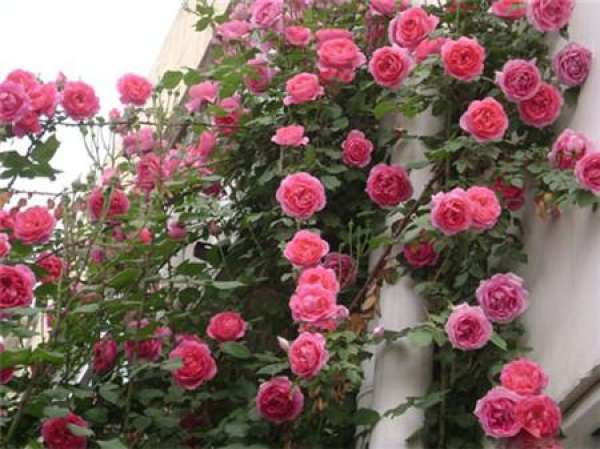 Overwintering of Rattan Rose