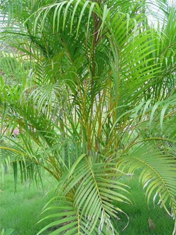 The repotting time of Areca manihot