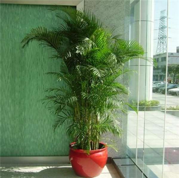 Scatter-tail repotting method