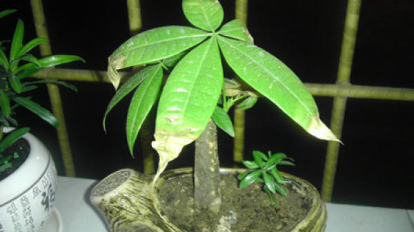 Manifestations of Frostbite in Fortune Tree