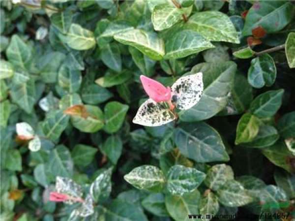 color of the leaves of the flower leaf complex color of the leaves of the flower leaf complex
