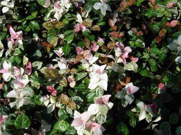 color of the leaves of the flower leaf complex color of the leaves of the flower leaf complex