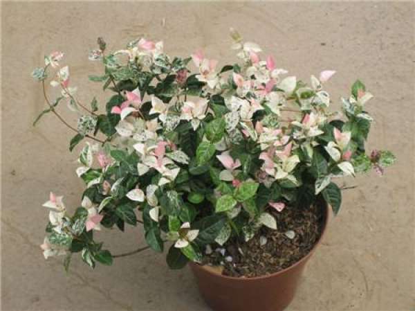 Trachelospermum jasminoides colorful technique Trachelospermum jasminoides colorful technique