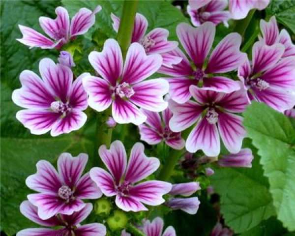 When does the mallow bloom?