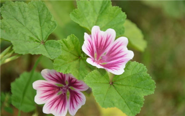 When does the mallow bloom?