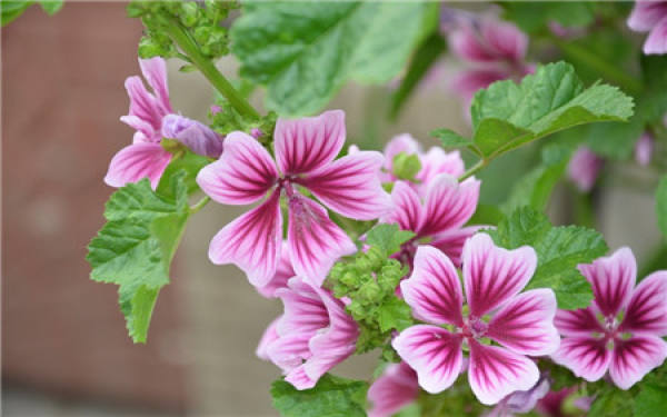 When does the mallow bloom?