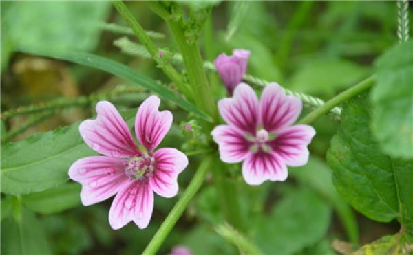 When does the mallow bloom?