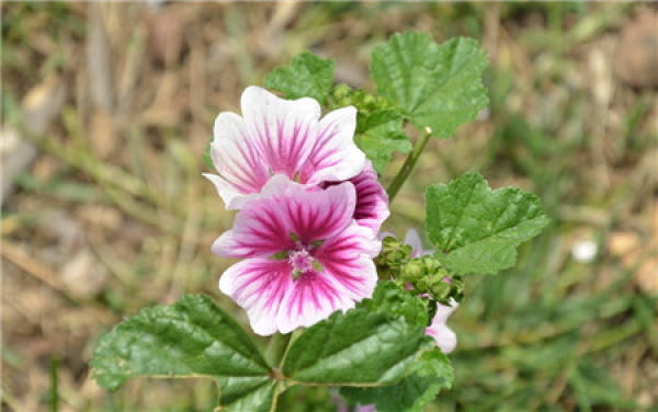 When does the mallow bloom?