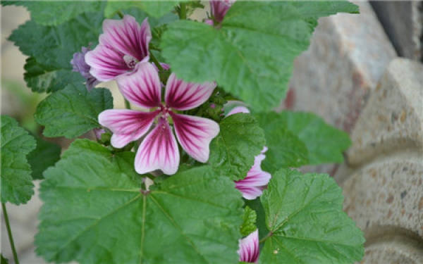 When does the mallow bloom?