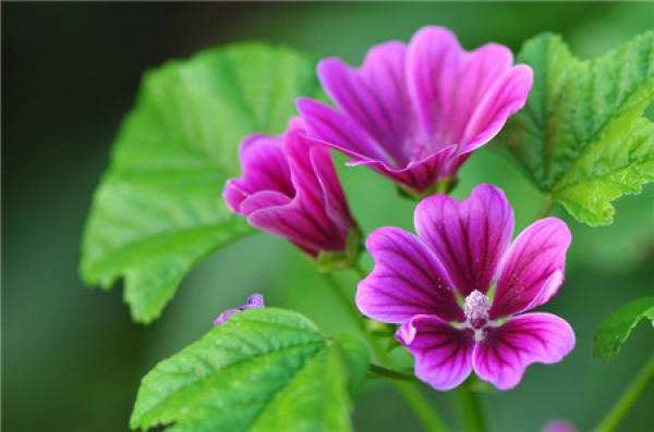 Mallow