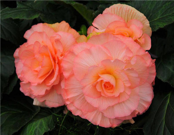 Flowering period of Begonia tuberhybrida