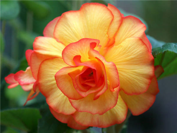 Flowering period of Begonia tuberhybrida