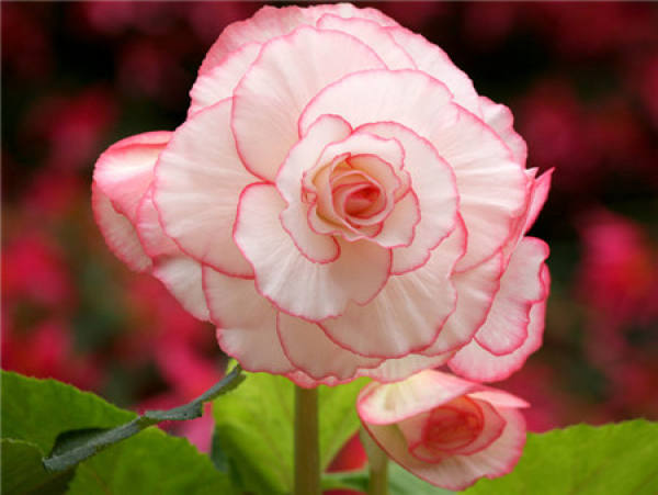 flowering period of Begonia bulbous