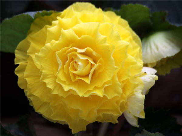 flowering period of Begonia bulbous