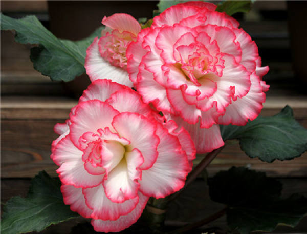 flowering period of Begonia bulbous