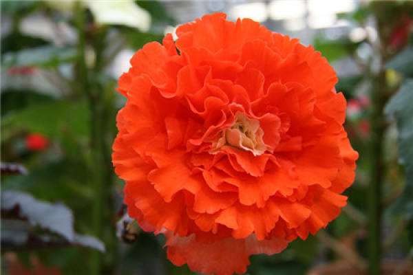 Appreciation of Begonia tuberhybrida