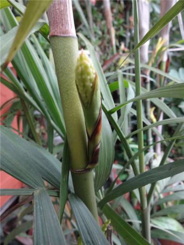 Will the Kwai flower?