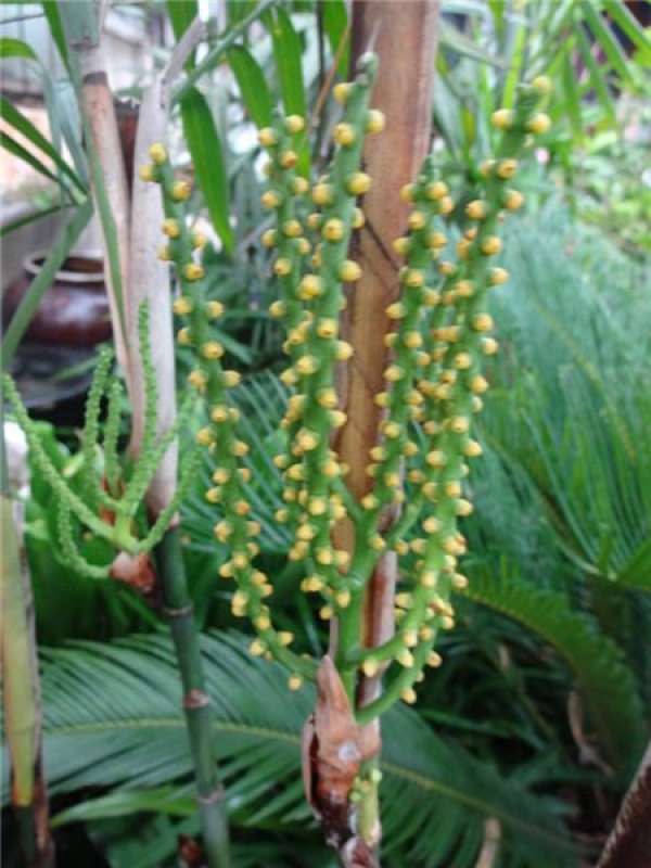 Will the Kwai flower?