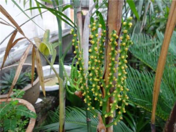 Will the Kwai flower?