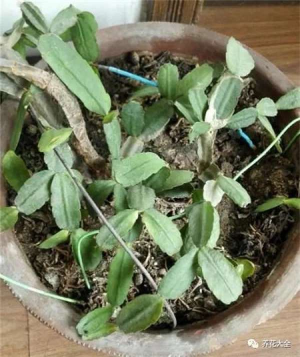 Reason 1: Crab Claw Orchid just bought home.