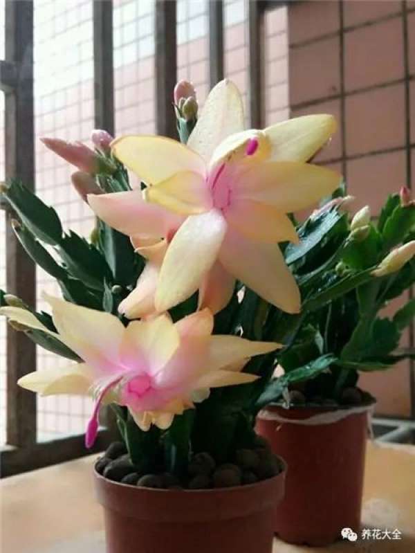 Reason 1: Crab Claw Orchid just bought home.
