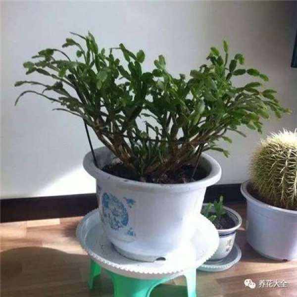 Reason 1: Crab Claw Orchid just bought home.