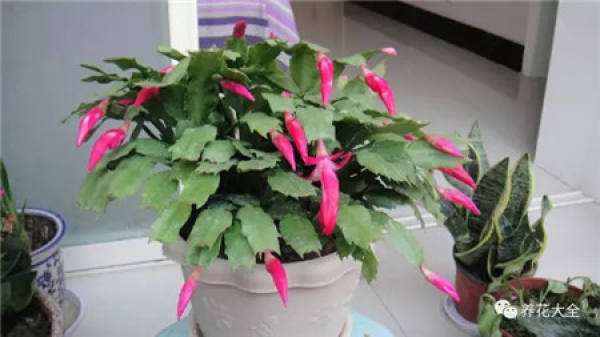Reason 1: Crab Claw Orchid just bought home.