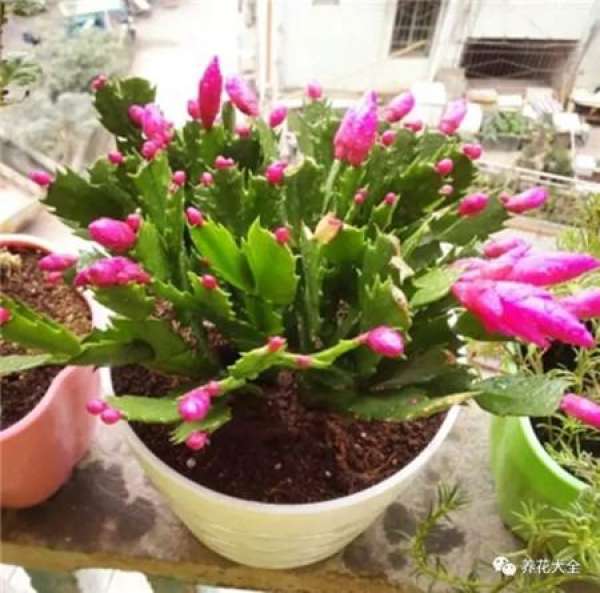 Reason 1: Crab Claw Orchid just bought home.