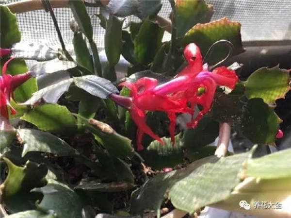 Reason 1: Crab Claw Orchid just bought home.