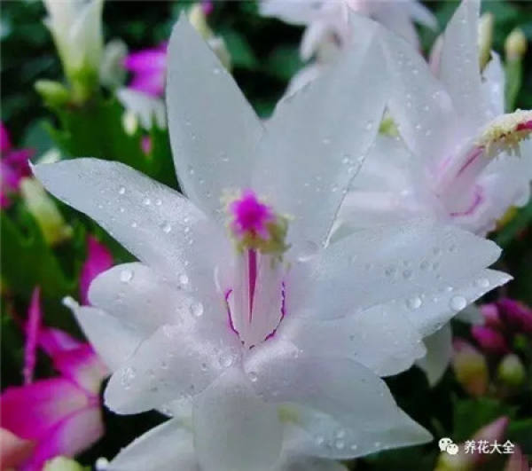Reason 1: Crab Claw Orchid just bought home.