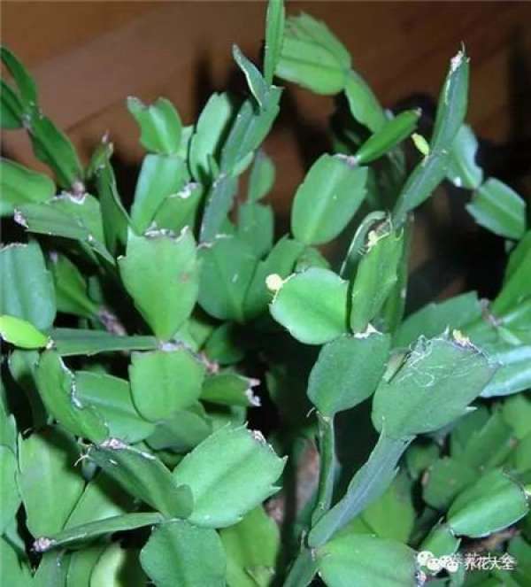 Reason 1: Crab Claw Orchid just bought home.