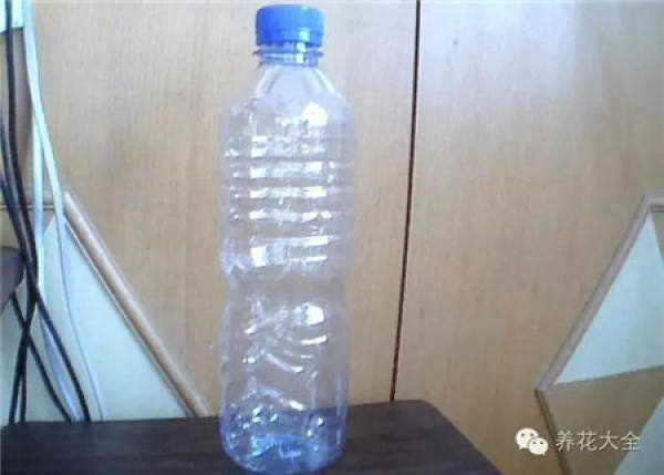 Wine Bottle