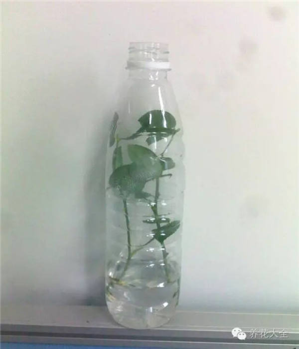 Wine Bottle