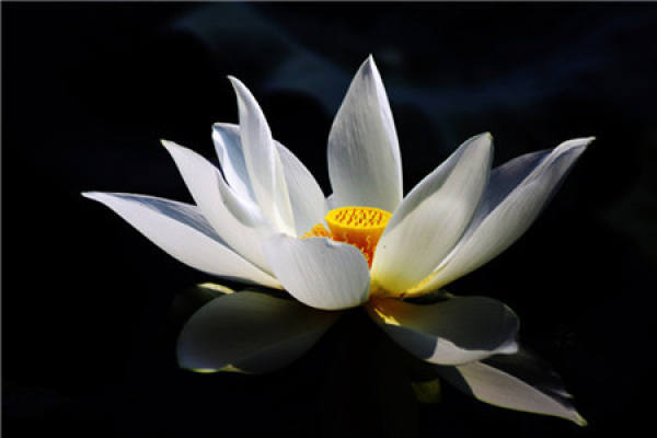 Pure and Pure Lotus Flower