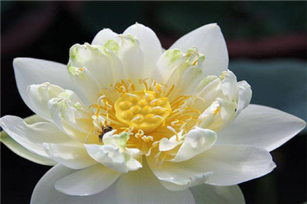 Pure and Pure Lotus Flower