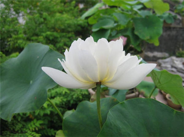 Pure and Pure Lotus Flower