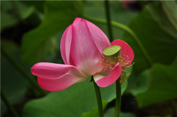 Pure and Pure Lotus Flower