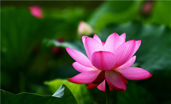 Pure and Pure Lotus Flower