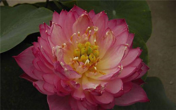 Pure and Pure Lotus Flower
