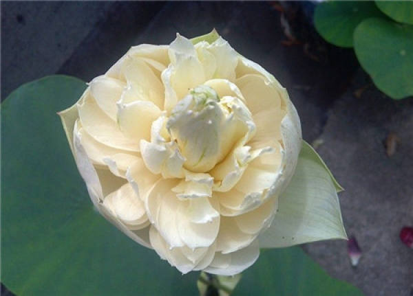 Pure and Pure Lotus Flower