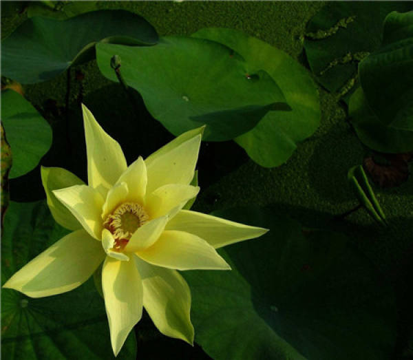 Lotus apricot flower pictures