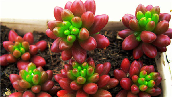Photo Gallery: Rainbow Jade Reproduction