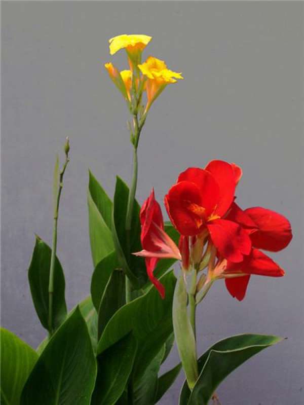 picture of Canna