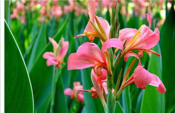 Photo Canna
