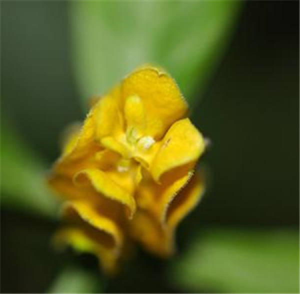Golden Bud Flower