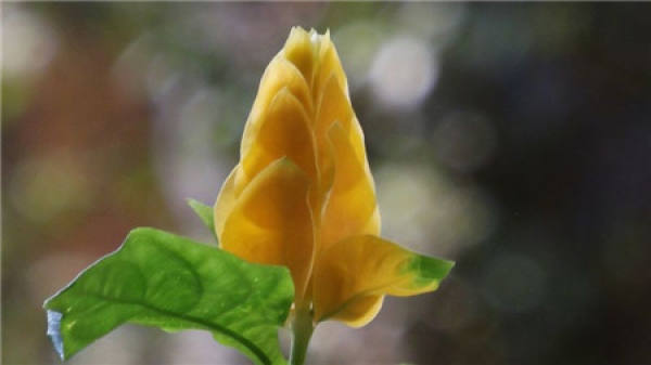 Golden Bud Flower