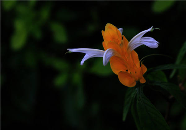 golden flower
